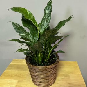 6' Variegated Peace Lily (Spathiphyllum Domino)