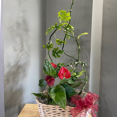 Anthurium and Swiss Cheese Plant