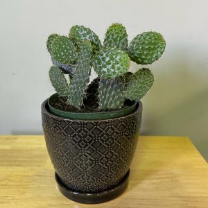 6' Prickly-pear cactus in a ceramic 