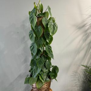 Heart-leaf philodendron on a pole