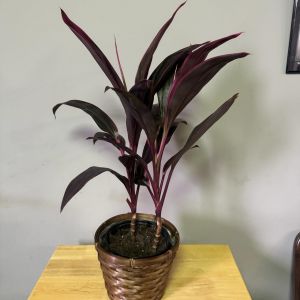 6' Broadleaf palm-lily 