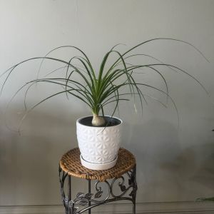 6' Palm in a ceramic 