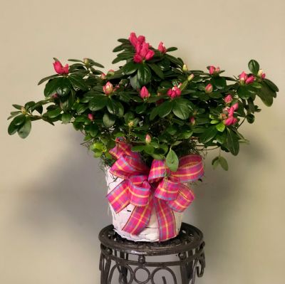 Azalea Plant in Basket