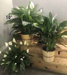 Spathiphyllum (Peace Lily)
