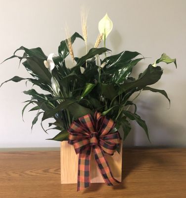 Bamboo container with Peace Lily