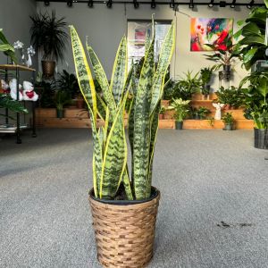 8' mother-in-law tongue, snake plant